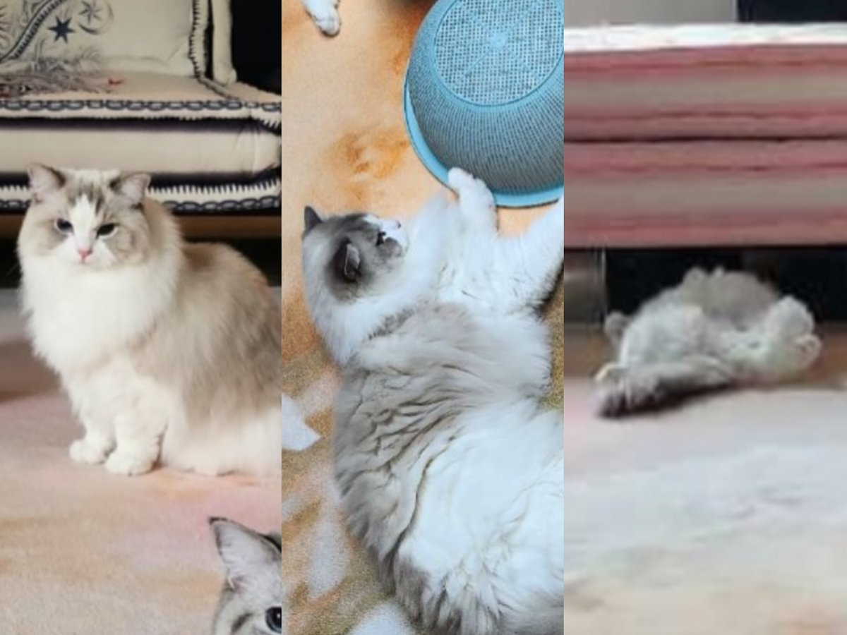 jjarchiv's tweet photo. luna - lucy - luke 🐱 https://t.co/NUVOTMw9Us