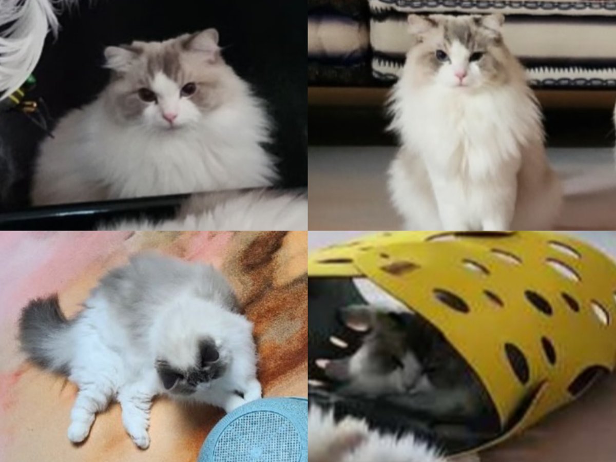 jjarchiv's tweet photo. luna - lucy - luke 🐱 https://t.co/NUVOTMw9Us
