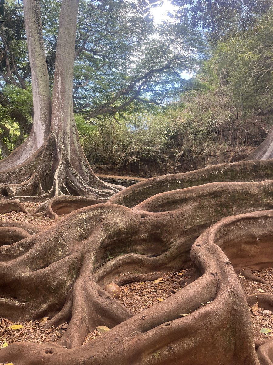 CurtisSChin's tweet image. #USA 🇺🇸🌺

#Trees 🌲🌴🌳 #LoveThem! 
And learn how to protect the 🌴 from the 🥥🦏🪲Thanks @NTBG for the info and visit! ntbg.org/stories/protec…

x.com/ntbg/status/19…