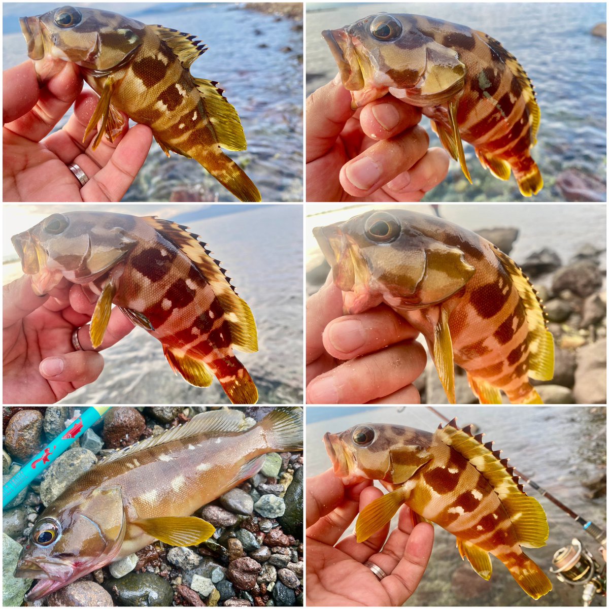MonkeyMagic1696's tweet photo. 後半は…ルアーで🎣✨
太陽が傾いてきたら入れ食い状態!って言ってもいいぐらいの釣れっぷり😆👍🏻✨
どんだけ居るんだよ?ってぐらい移動しないで同じ場所で釣れる🤣💦夕方の短時間狙いだったけど腕が痛くなるまで嫁と楽しんだ😊💕
#tulalajp
#Glissando56
#Sorcier52UL
#冒険用品
#montbell https://t.co/WFQ48Ke0ie