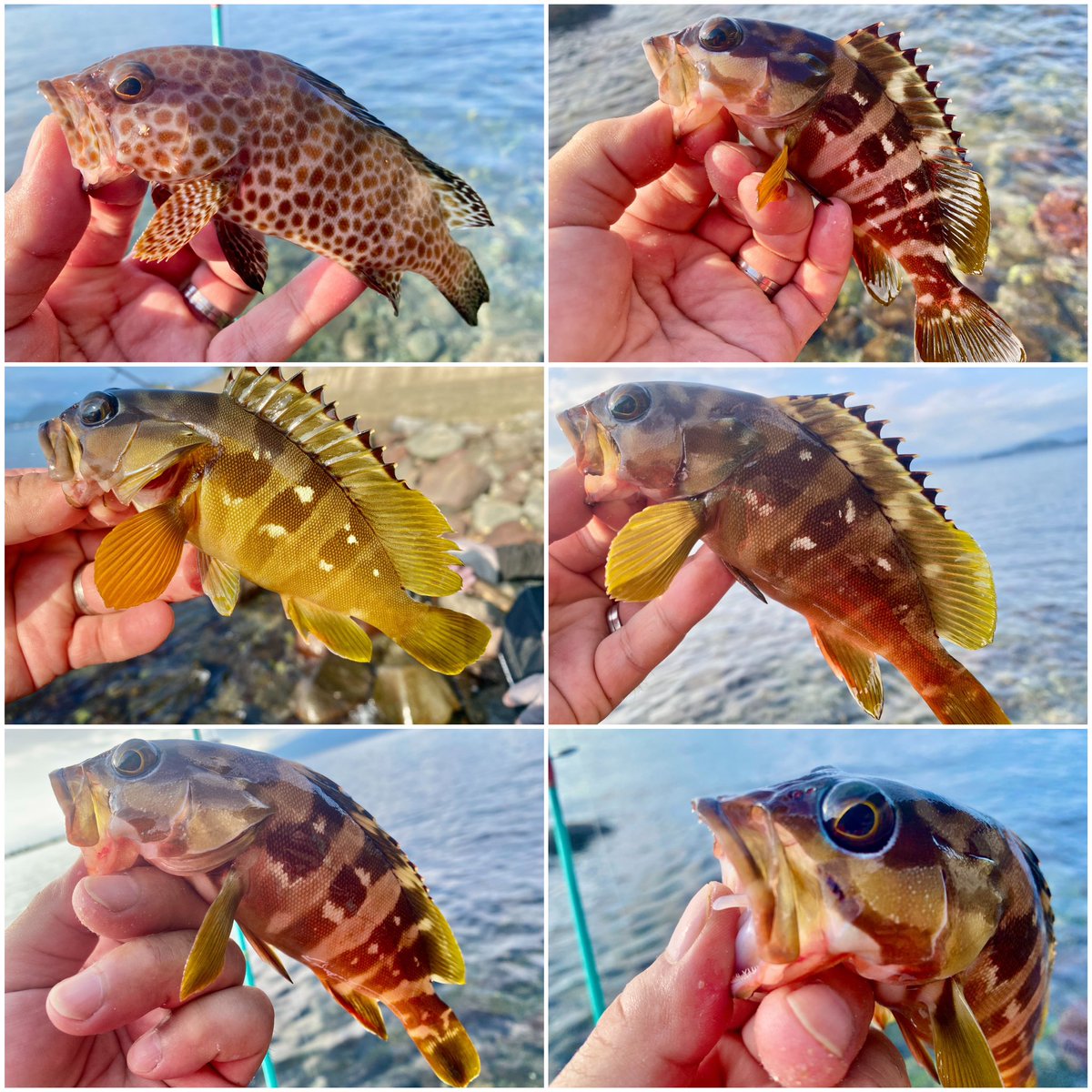 MonkeyMagic1696's tweet photo. 後半は…ルアーで🎣✨
太陽が傾いてきたら入れ食い状態!って言ってもいいぐらいの釣れっぷり😆👍🏻✨
どんだけ居るんだよ?ってぐらい移動しないで同じ場所で釣れる🤣💦夕方の短時間狙いだったけど腕が痛くなるまで嫁と楽しんだ😊💕
#tulalajp
#Glissando56
#Sorcier52UL
#冒険用品
#montbell https://t.co/WFQ48Ke0ie