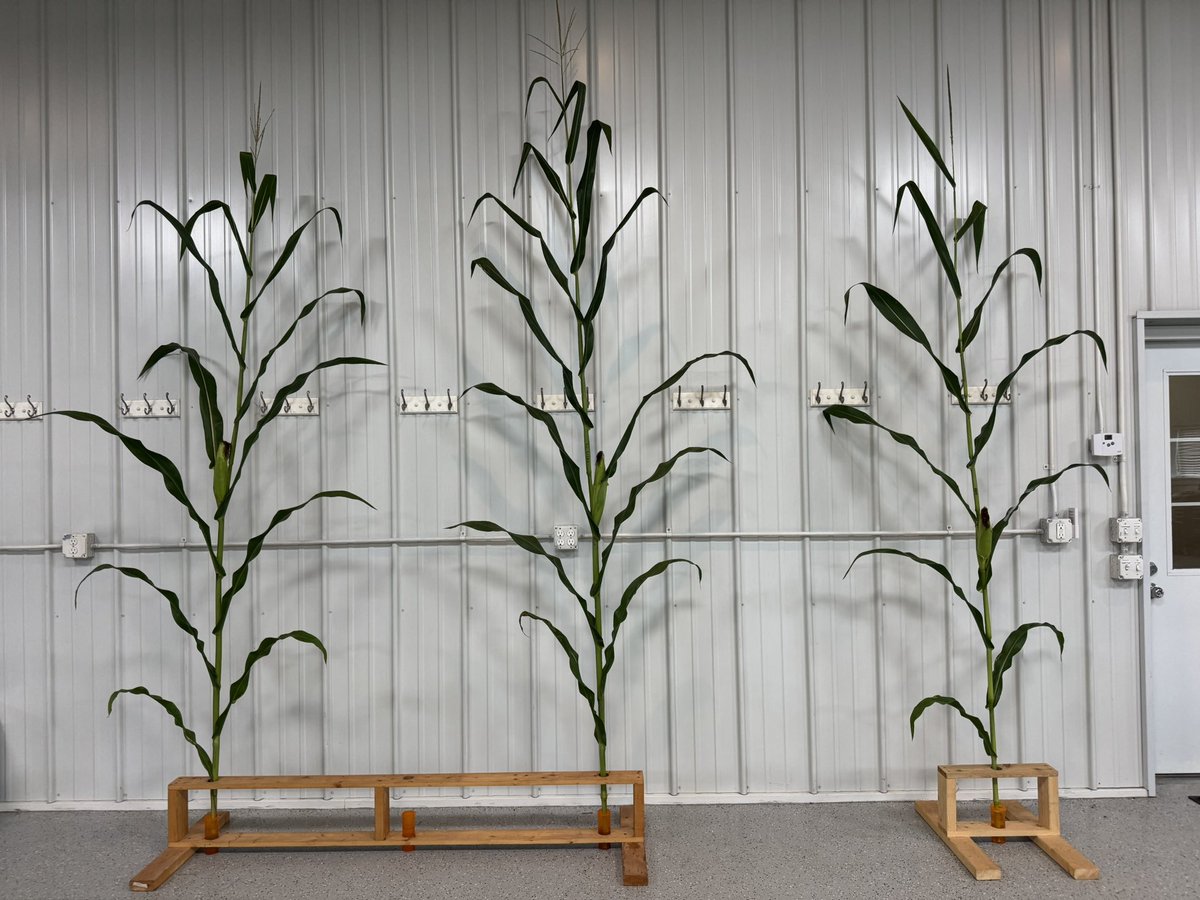 Hybrid Plot Checkin: The crew carefully collected full plant samples from 20 hybrids in the hybrid x population plot. 

From these samples we are looking at the plant architecture &amp; current ear development. We also scout for any diseases or issues between the hybrids. #HybridPlot