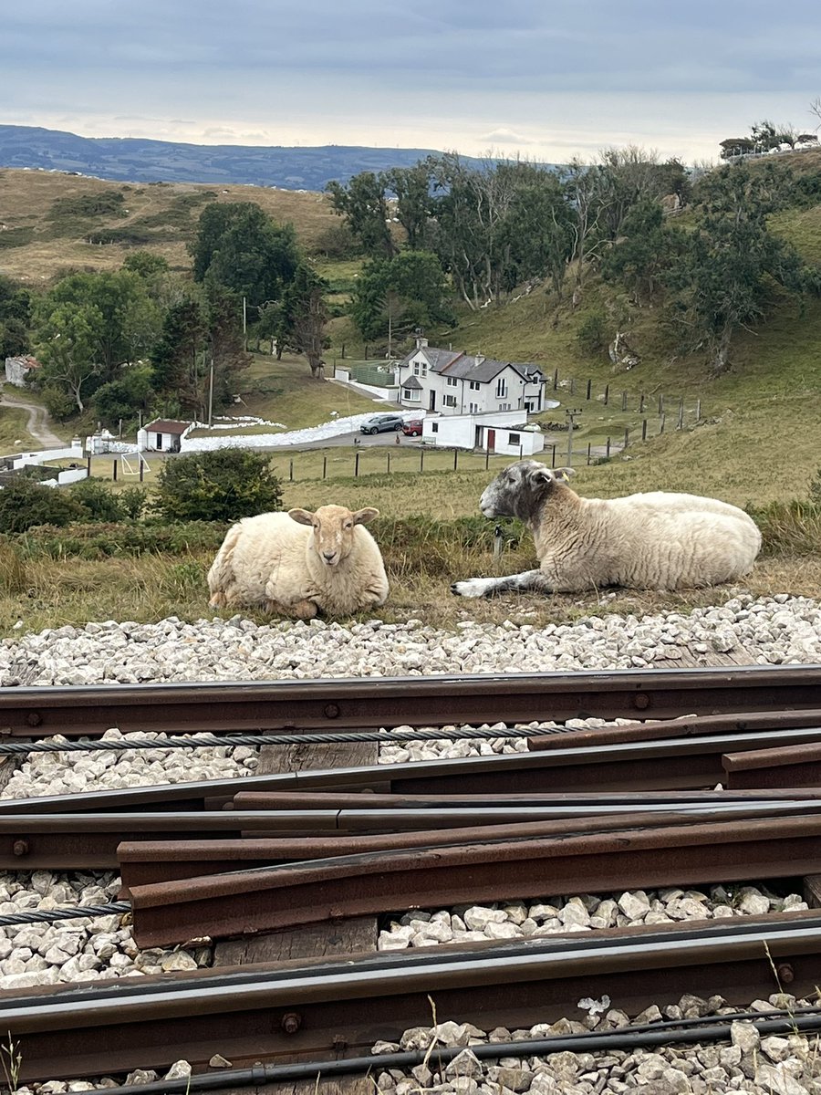 Halliwellness's tweet photo. Trek up the Great Orme this morning 🐏 https://t.co/cVxAOraJYt