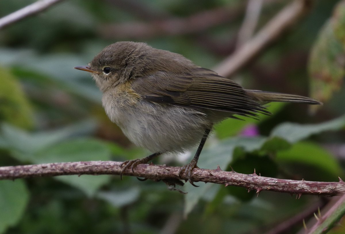 Autumn appears to finally arrive with the first Whinchat of the year
2 Canada Geese over the village
Juv Mediterranean Gull and 2 Common Tern upriver
Waders starting to build up with 12 Avocet, 168 Ringed Plover,  139 Dunlin, 1 Knot &amp; 2 Bar-tailed  Godwit the best
#PatchBirding