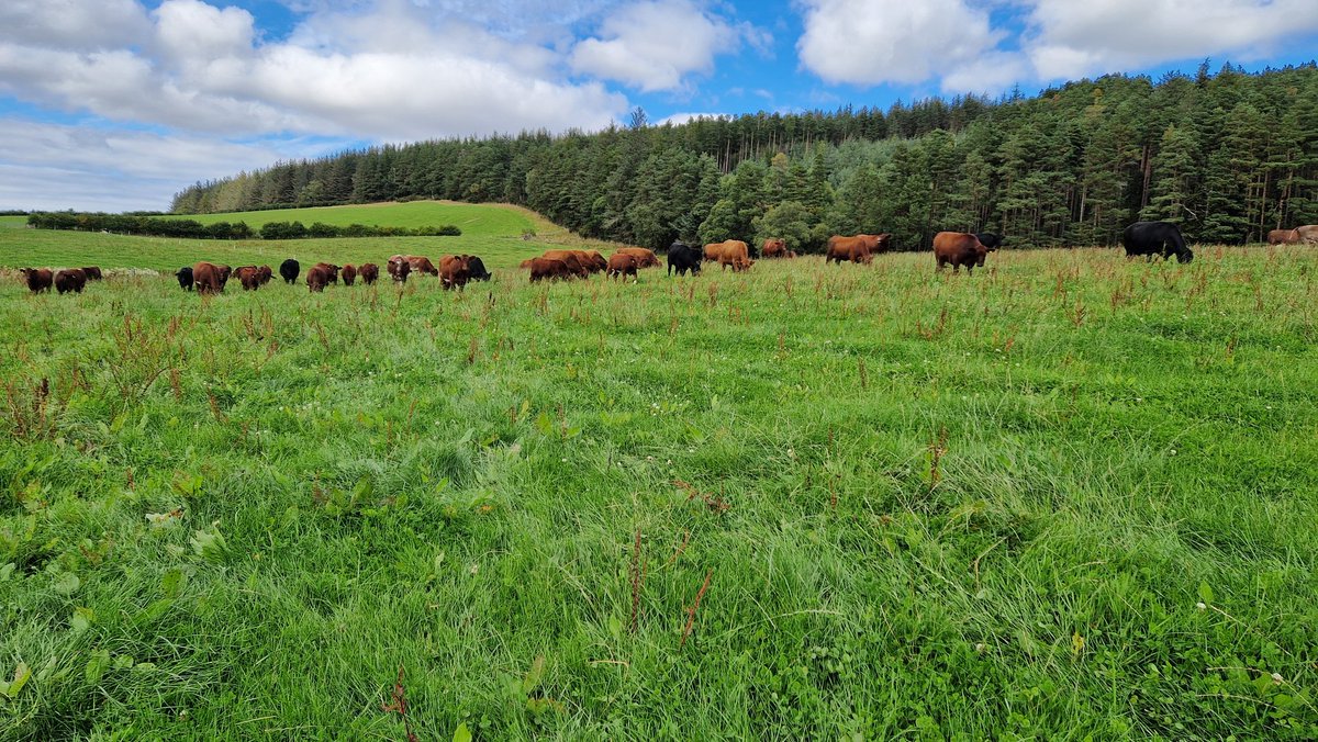 I'm pretty chuffed with this. Onto our 6th graze of the year, only 400mm of rain for the year, and no N applied. Happy ☘️ happy 🐂 happy 👨‍🌾.

Dockens have done especially well 😬