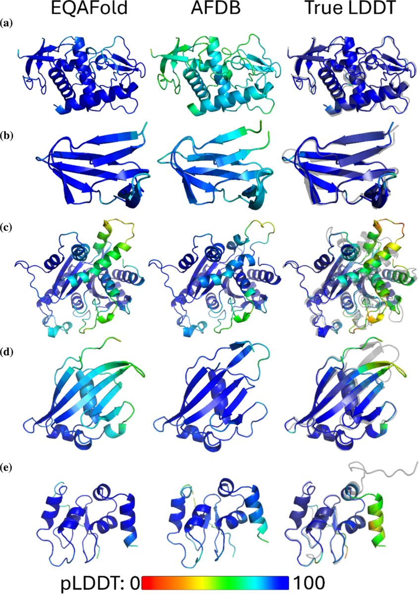 kiharalab's tweet image. New paper from our lab! Introducing EQAFold: "AlphaFold model quality self‐assessment improvement via deep graph learning" Jacob Verburgt, Zicong Zhang & D. Kihara, Protein Science.  onlinelibrary.wiley.com/doi/10.1002/pr…