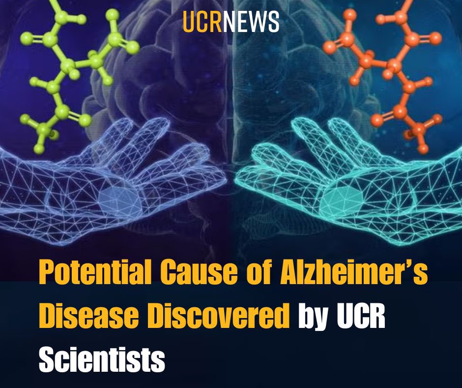 Prevailing theories say plaques in the brain cause #Alzheimers disease. UC Riverside research instead points to cells’ slowing ability to clean themselves as the likely cause of unhealthy brain buildup. Read more ➡️➡️ news.ucr.edu/articles/2021/…