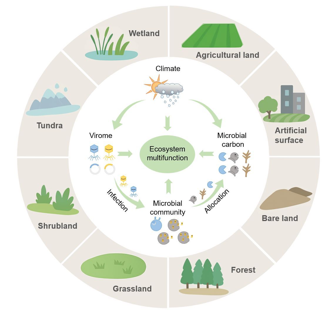 Viral Diversity Mediates Carbon Allocation for Ecosystem Multifunctionality Across Biomes 

🔗 buff.ly/CP5Fmiq