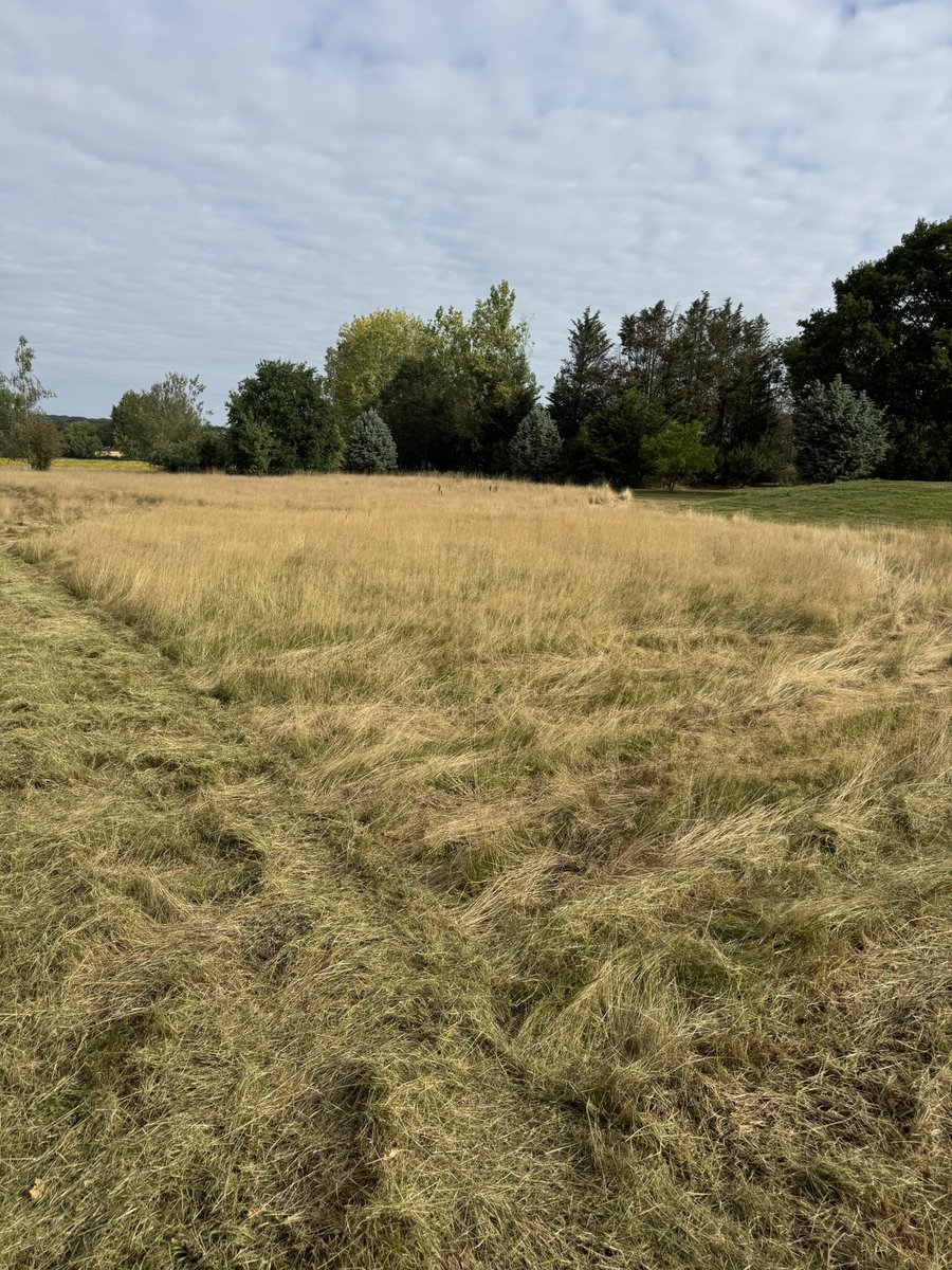 grasslad's tweet photo. 📞 “Do you think you could cut this please and mark out a football pitch”

Errrr I’ll do my best…… 4 cuts later and we are down from 560mm - 45mm 
Another visit next week and should have a better canvas to work with. 

#bigjob #lotsofgrass #ittakestime https://t.co/7NFjyqIxeq