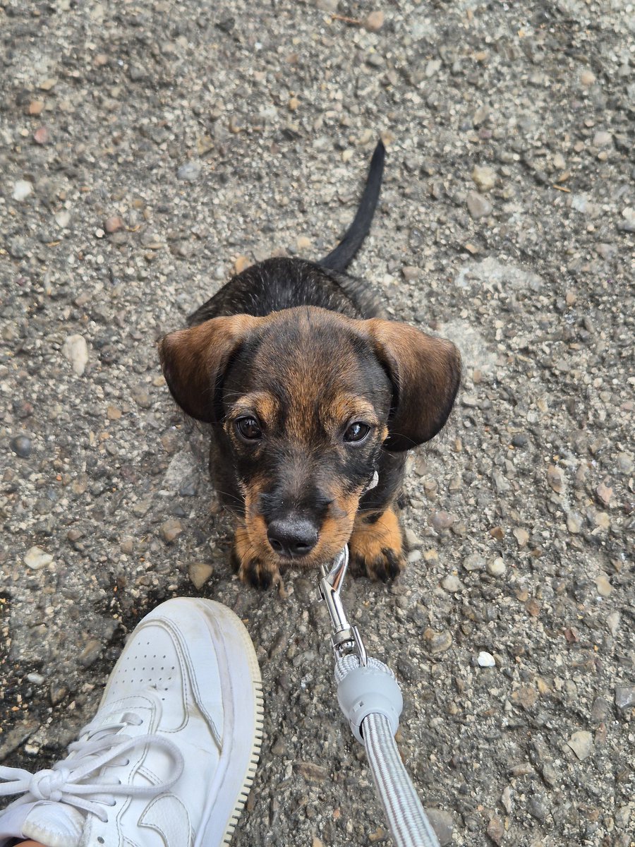wdewally's tweet photo. Ir con mi perra de 2 meses a comprar algo supone tardar 3 horas porque todo el mundo nos para 🤣

Normal, también os digo. https://t.co/WaUW0HKcDf