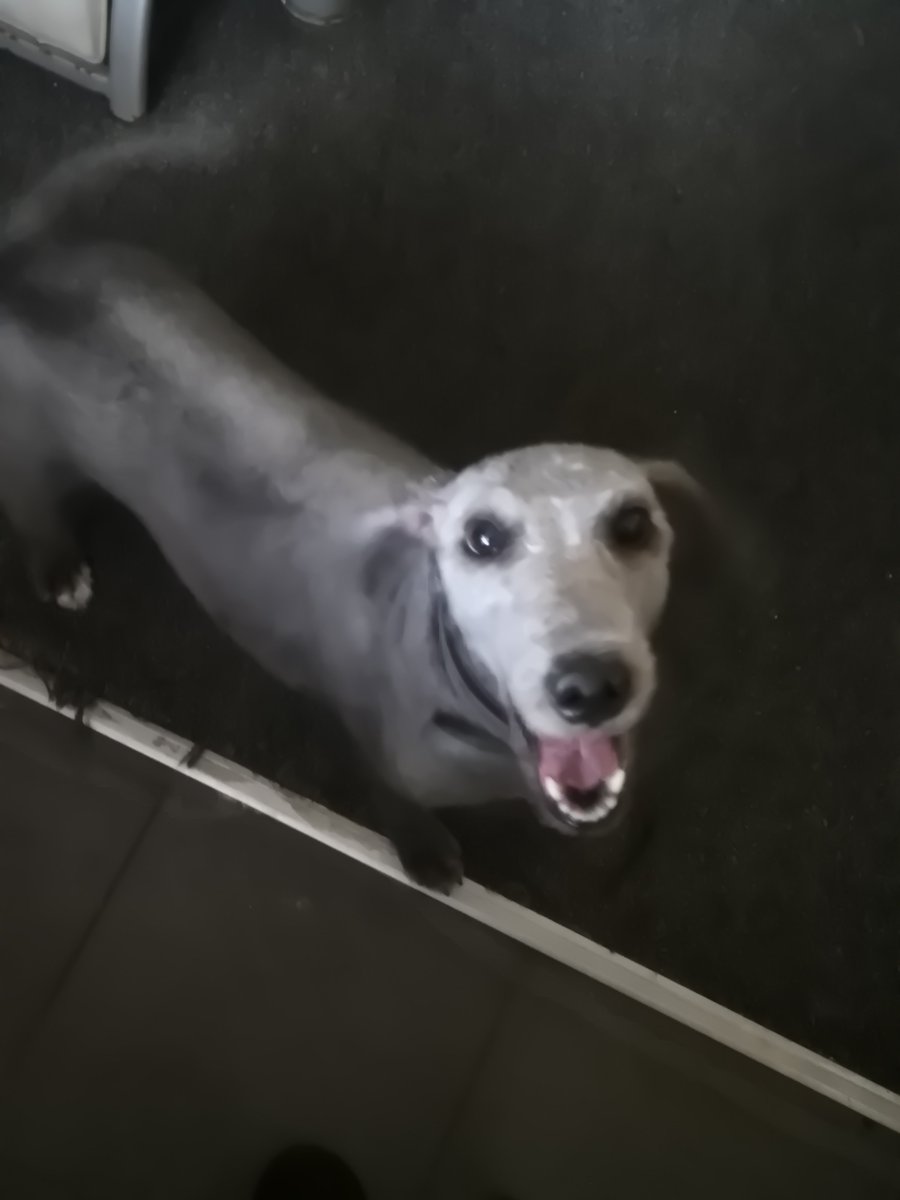 millypod1's tweet photo. 🆘19 AUG 2025 #Lost Humphrey #ScanMe
Blue &amp; White Bedlington Terrier Male
Pennington Flash #Lowton #Warrington #WA3
North West #Cheshire https://t.co/NzlXHZRvW9 https://t.co/fKzuANXrQZ