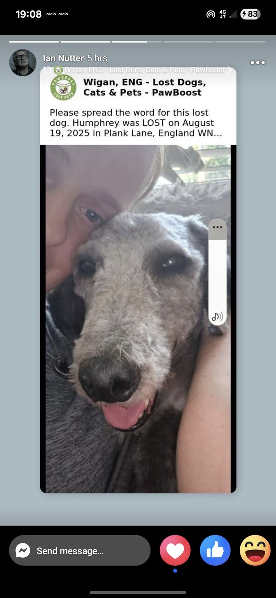 millypod1's tweet photo. 🆘19 AUG 2025 #Lost Humphrey #ScanMe
Blue &amp; White Bedlington Terrier Male
Pennington Flash #Lowton #Warrington #WA3
North West #Cheshire https://t.co/NzlXHZRvW9 https://t.co/fKzuANXrQZ