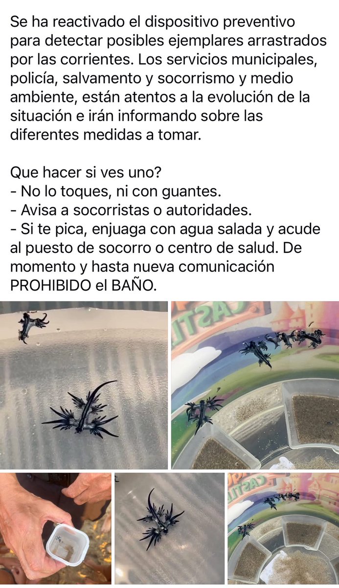 José Luis Sáez tweet media