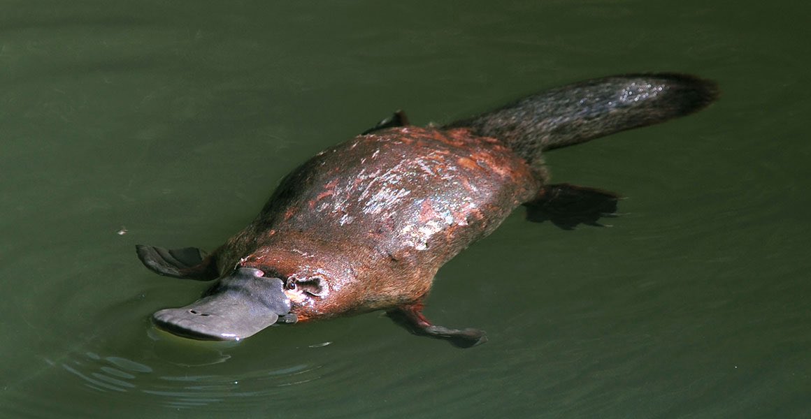 The coolest animal