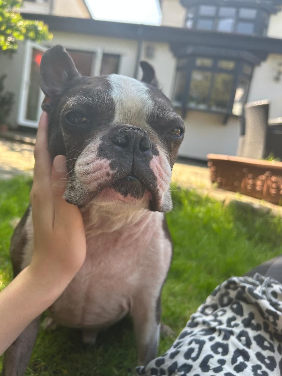 URGENT: He's got Cushings disease so needs medication😢 #STILLMISSING 
🆘11 AUG #Lost Stanley #ScanMe
ELDERLY Boston Terrier Male 
Woodford Green #Essex #Woodford #EastLondon #IG8 doglost.co.uk/dog/199538