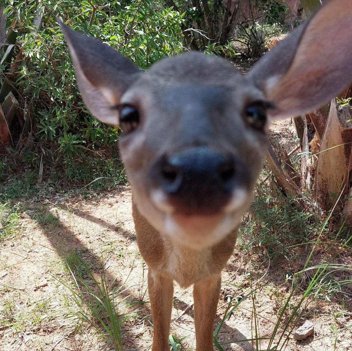 deershouldnt's tweet photo. I'm I too close

im i making you uncomfortable https://t.co/lQBFcGkL6i