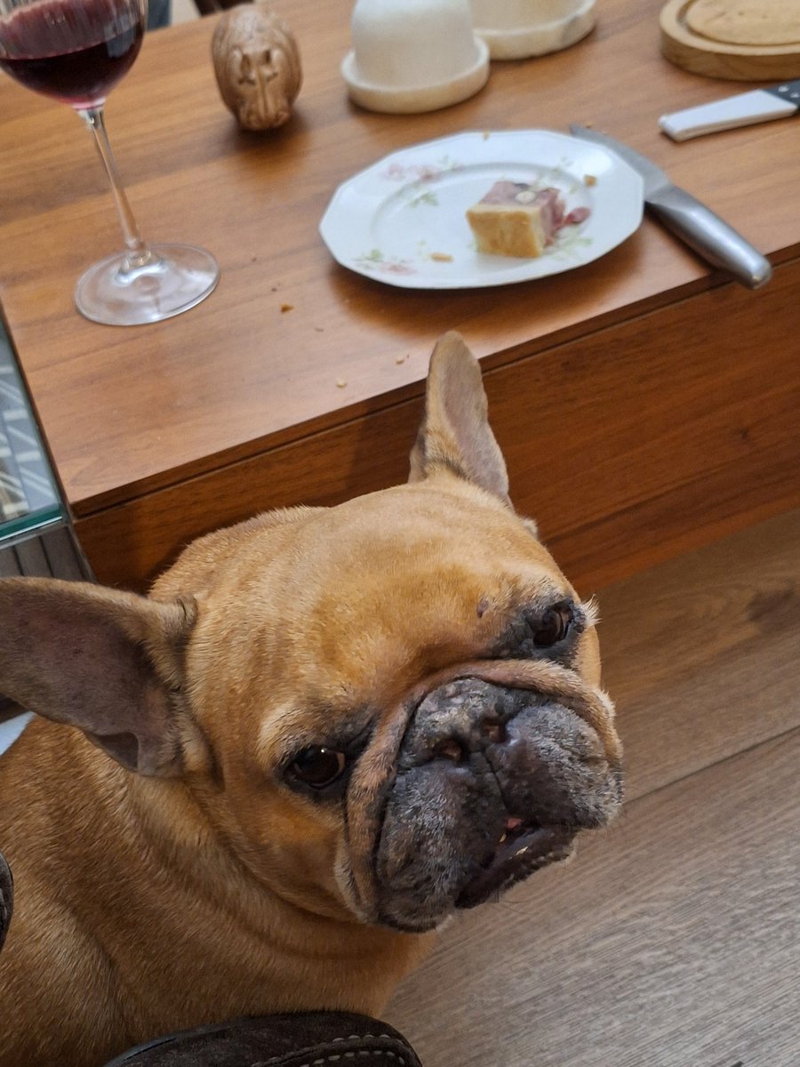 Chien lyonnais aime le pâté en croûte, normal.
