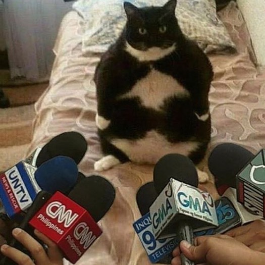 Punch Cat (@punchingcat) on Twitter photo 