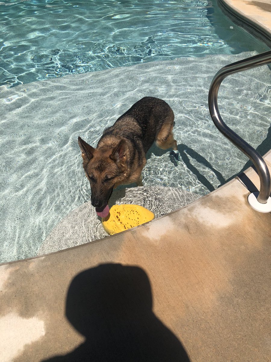 We adopted Ivan a retired seeing eye dog last summer. He 11 and is living his best life❤️❤️ <a href="/SeeingEyeInc/">The Seeing Eye</a> #RetiredLife