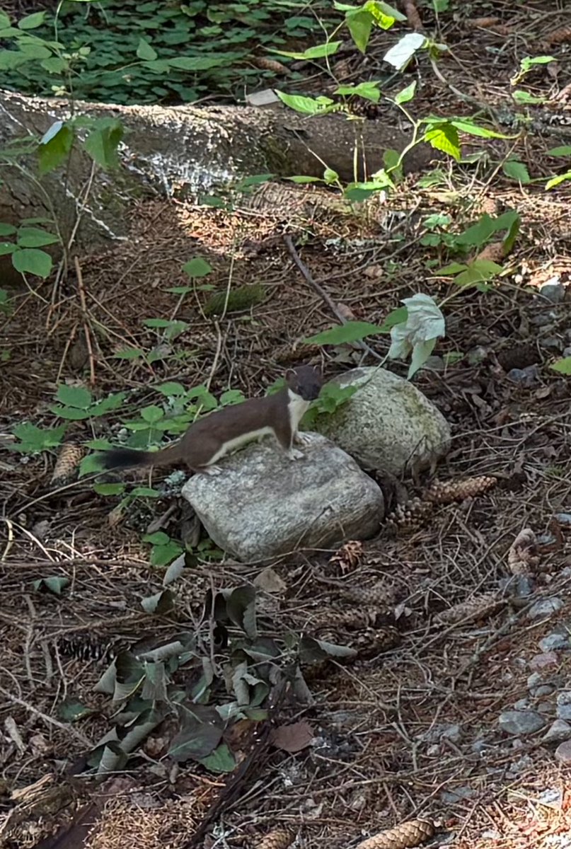 Tällainen otus kävi uteliaana morjestamassa tänään 🙏 on kyllä nopea kaveri 🥳