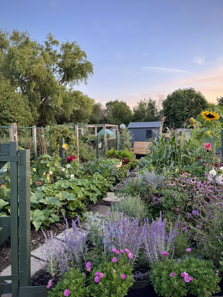 tjd19's tweet image. Friday night sunset down the allotment in the week we won a prize #plot24 #cloud9 #stillchuffed #myhappyplace 😊🌽🧅🥦🌻🐝🦋