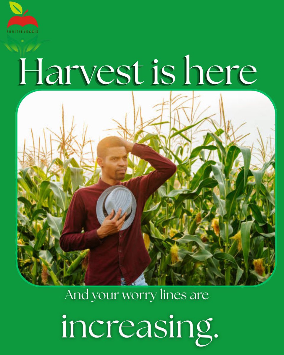 Fruitieveggie_'s tweet photo. Hey farmers 👋🏽, are you losing more than you earn after harvest? We’ve got you covered! 
Partner with Fruitieveggie to access premium storage facilities that keep your produce fresh and market ready until the perfect sales day.

Send a dm now. Call or WhatsApp : 09122000731 https://t.co/JOAqWdMJ6a