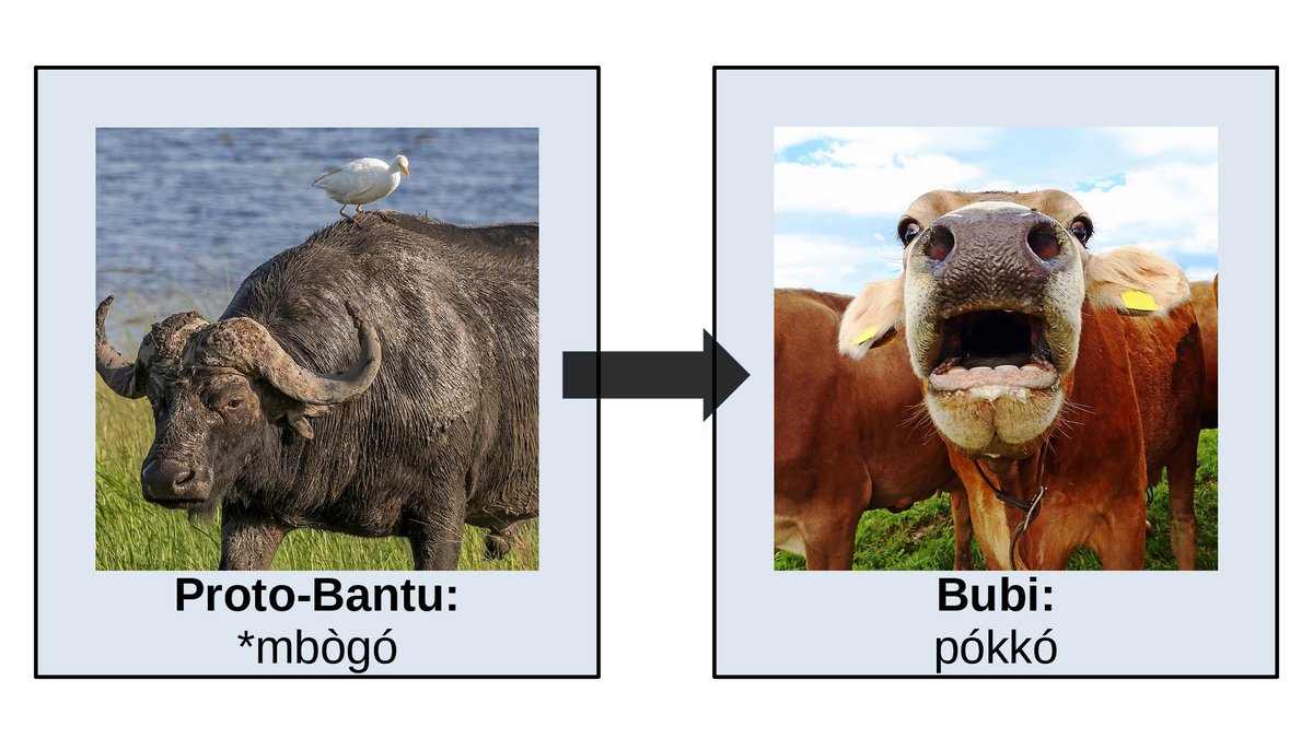 The Bubi word for cow (pókkó) may originate from the proto-Bantu word for buffalo (mbògó)
