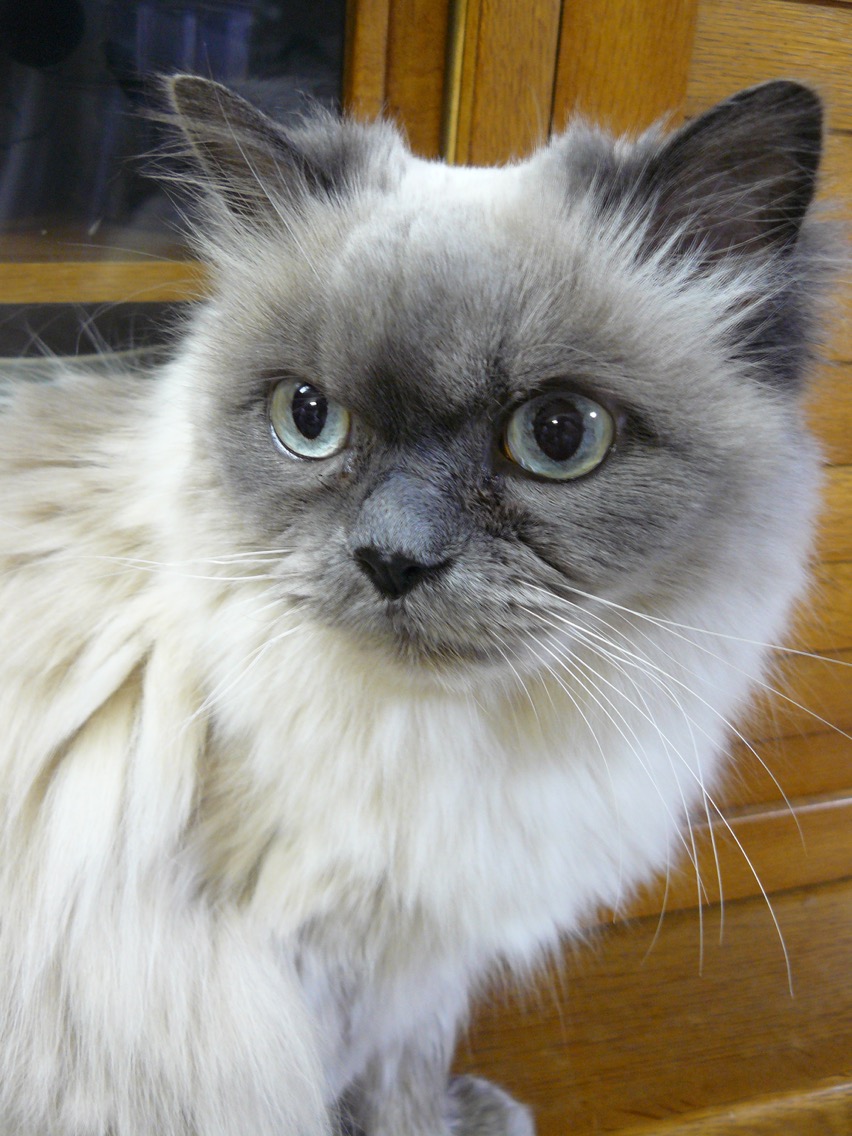 ネコ好き - Search / X