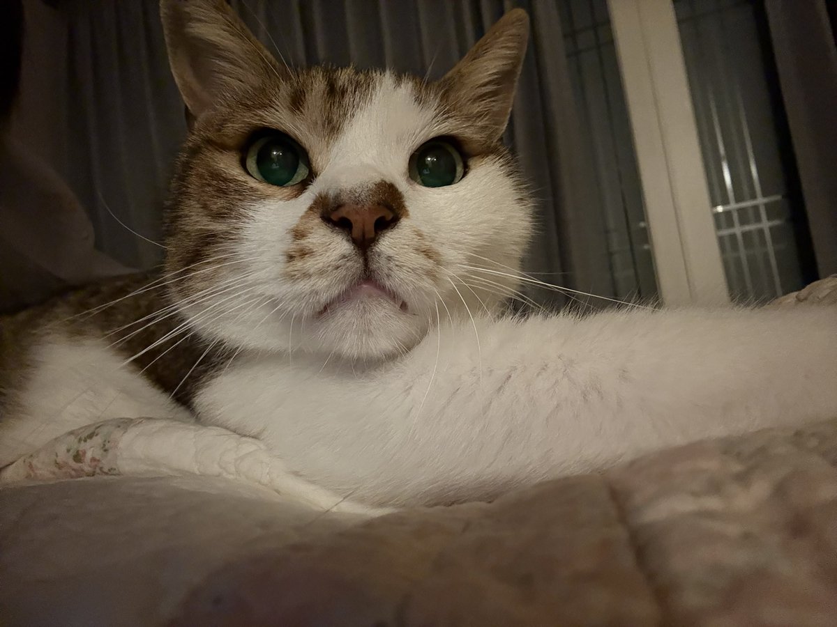 우리진실게임하자,
좋아하는 고양이 있어 ?