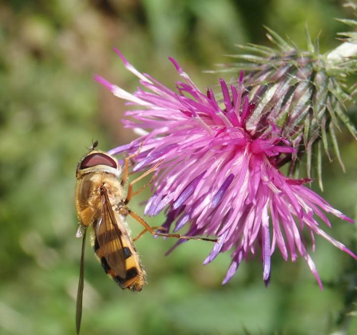UK Pollinator Monitoring Scheme tweet media