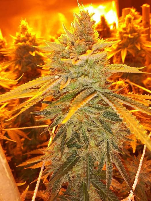 Oksana Ooms
Конопляна тканина не горить. Паливо з конопель не шкодить екосистемі. В основному вирощується технічна конопля, без галюциногенів. 
Ще 100 років тому то була звичайна, розповсюджена в Україні рослина, котра годилася скрізь. 
Ткали з неї, мотузки крепкі плели, їли