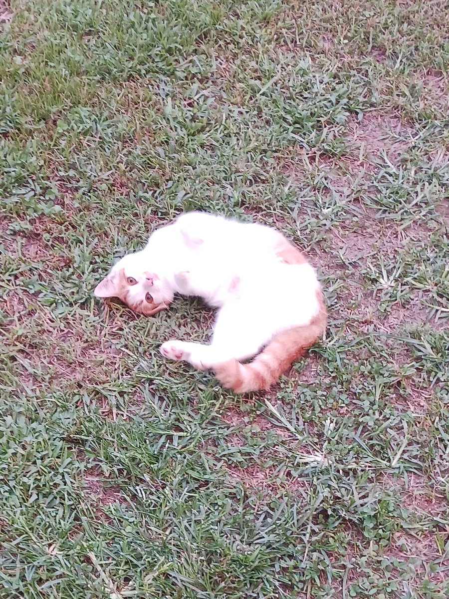 Peanut🥜 🐈🧡🤍