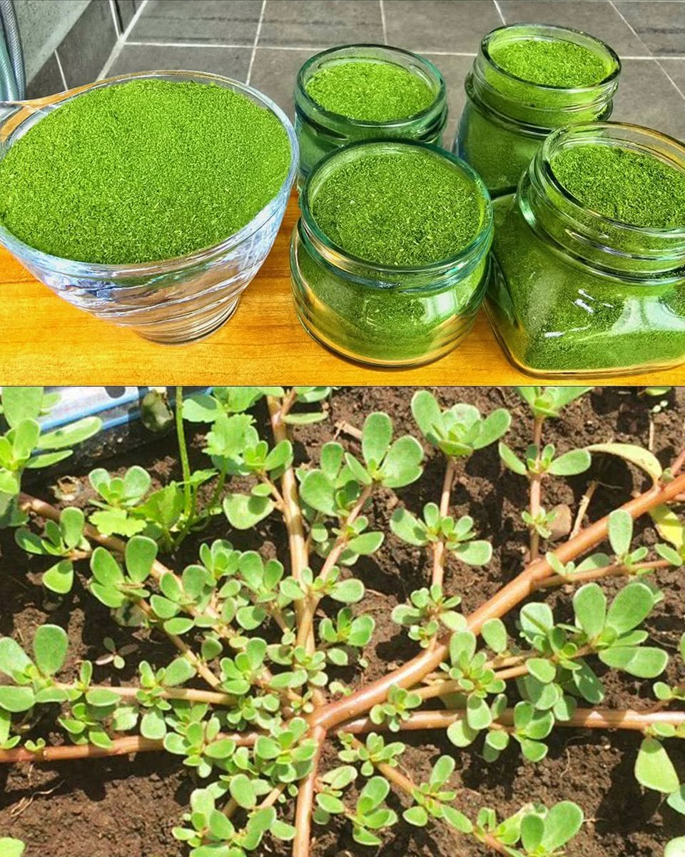 🌿⚠️ Never step on this weed; it’s a hidden gold mine in your garden…

Most people see Purslane (Portulaca oleracea) as an annoying weed.
But the truth? It’s one of the most nutritious and medicinal plants on Earth.

A thread 🧵👇