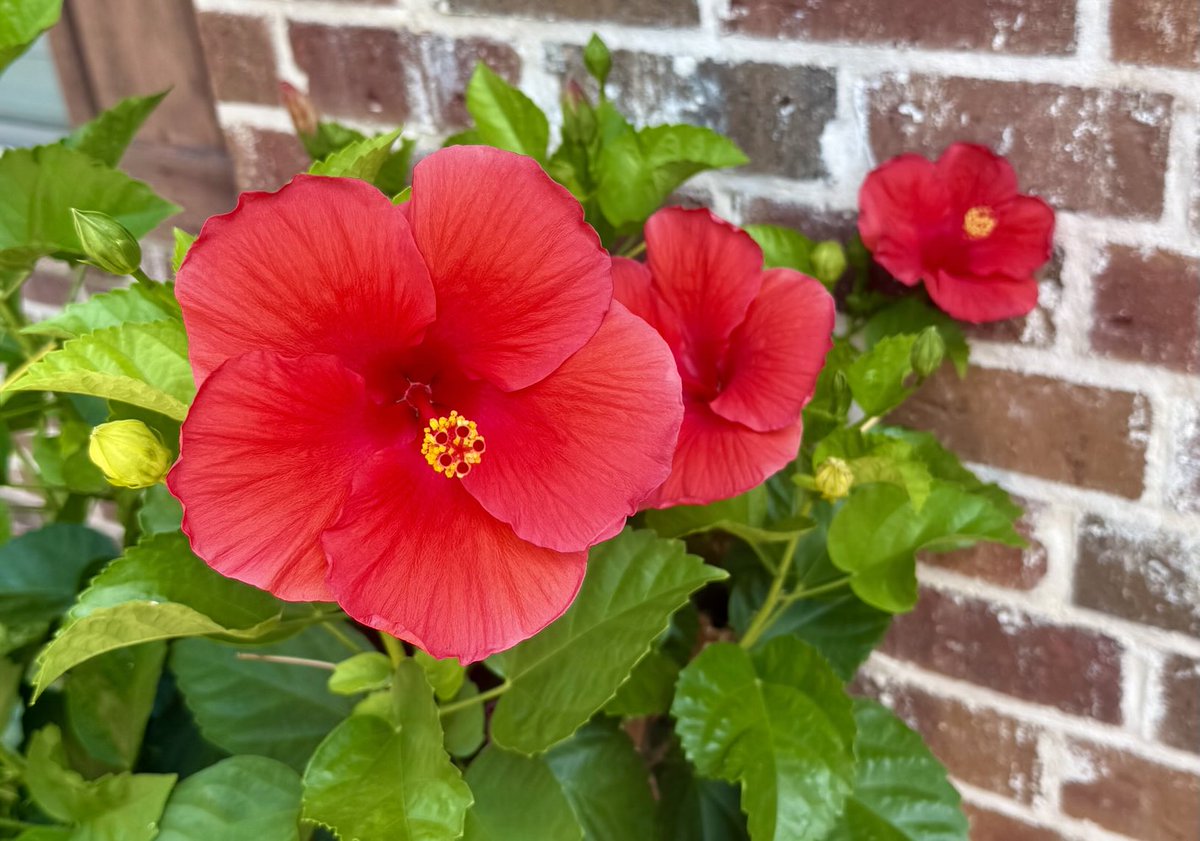 FNULNU1's tweet image. #Meetings ✅
#YardWork ✅
#Relaxing ❌
😎😎😎