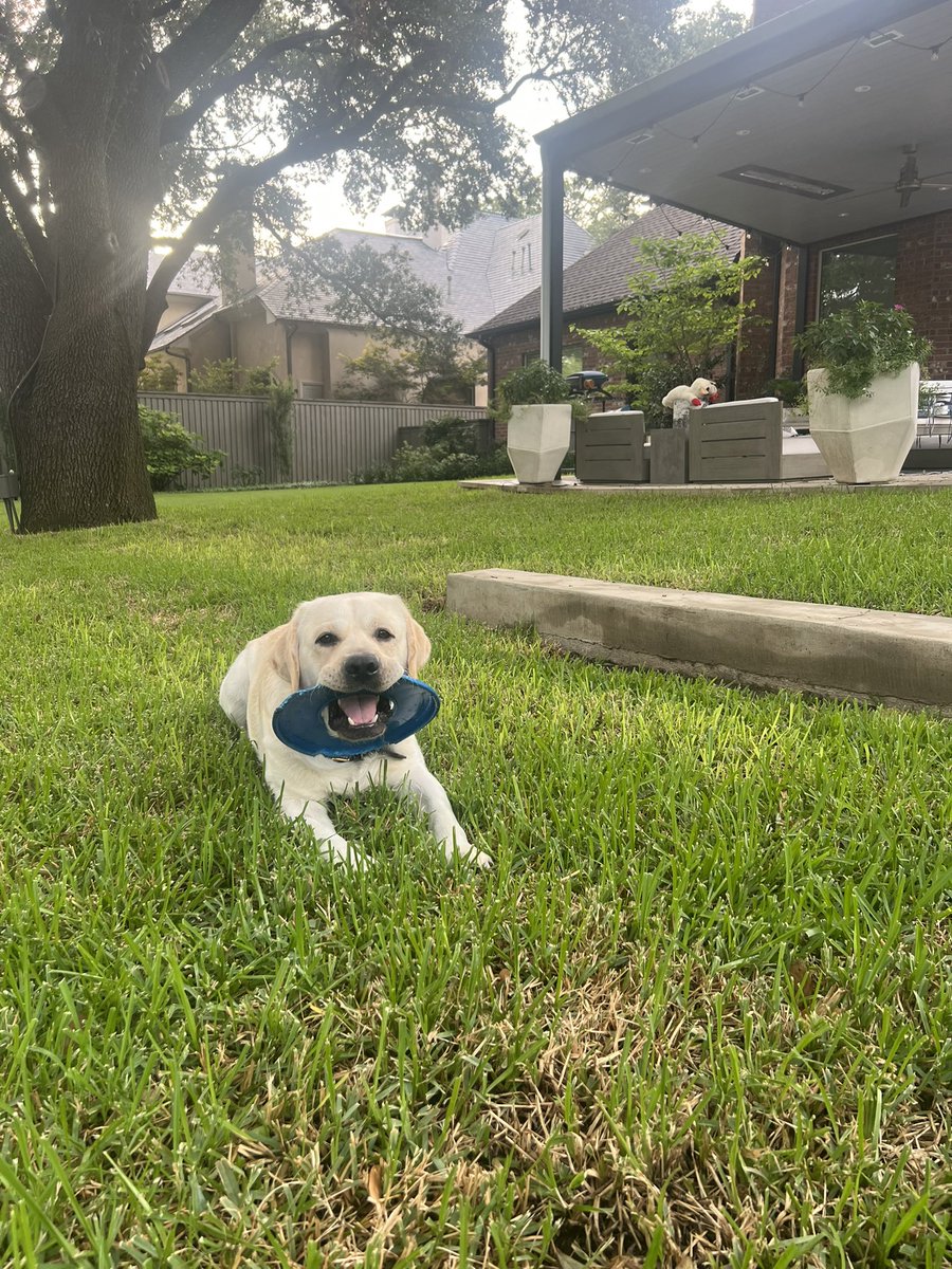 Toff is raring to go for the fall semester in the 1A Clinic! <a href="/SMULawSchool/">SMU Dedman School of Law</a> <a href="/SMULawClinics/">SMULawClinics</a>