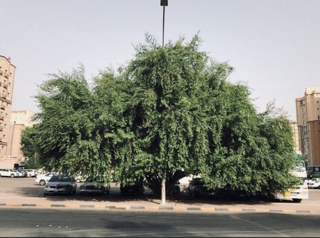 زراعة السدر من البذور أو الشتلات سهلة جداً ،، وتعمر مئات السنين ، أترك لك أثر جميل يبقى طويلاً 🌱🌱🌱