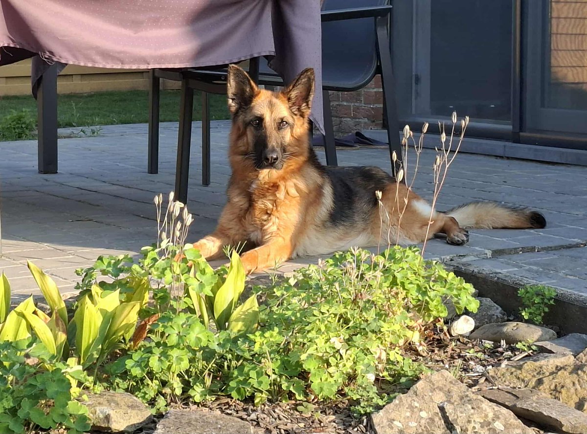 • Merci pour tout ma grosse ! ❤️🕊️💫

Profite bien de ta nouvelle vie là-haut ! 🐕
