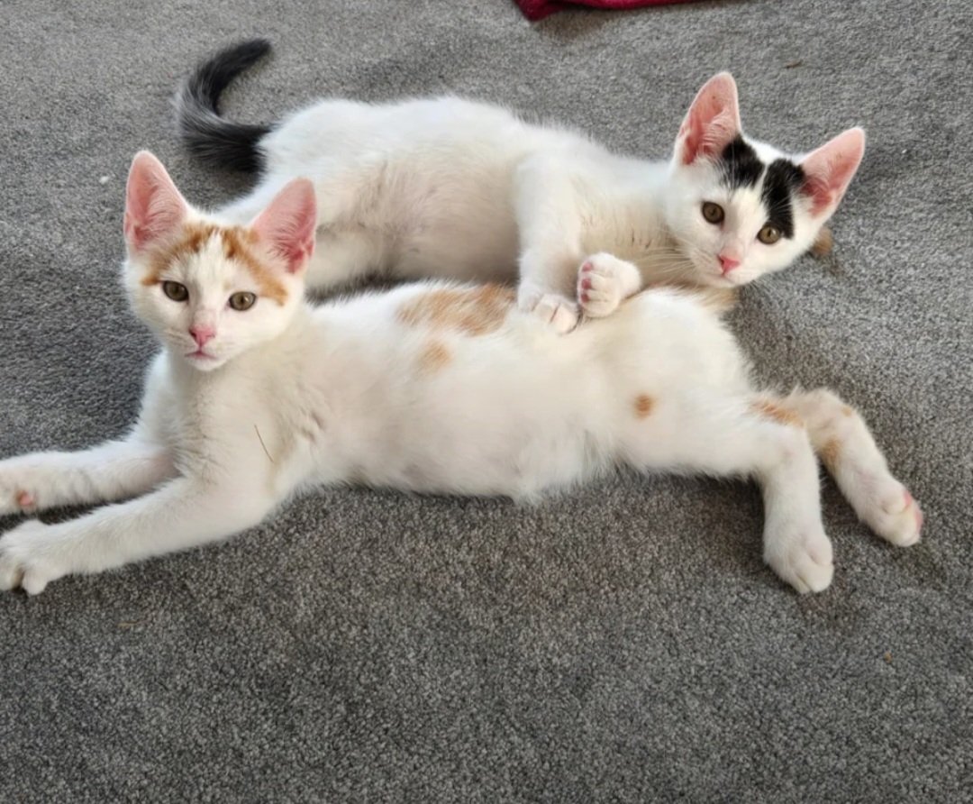Meet Lewis and Simon. Me and Tom have adopted a couple of kittens, they are adorable, so much fun and energy and getting into all kinds of mischief already. Maybe let's see if they make it onto this years jingle cats <a href="/jinglejam/">Jingle Jam</a> <a href="/yogscast/">The Yogscast</a>