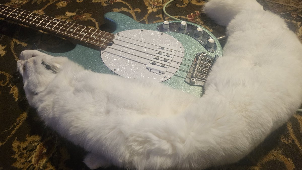 got an actual fox pelt to use as a strap for my bass and i got some new knobs with a pearl look on the top