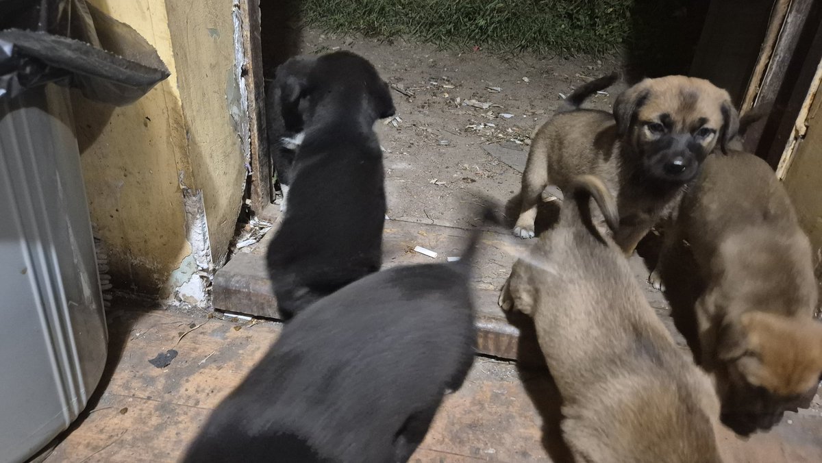 Особовий склад шаройобиться