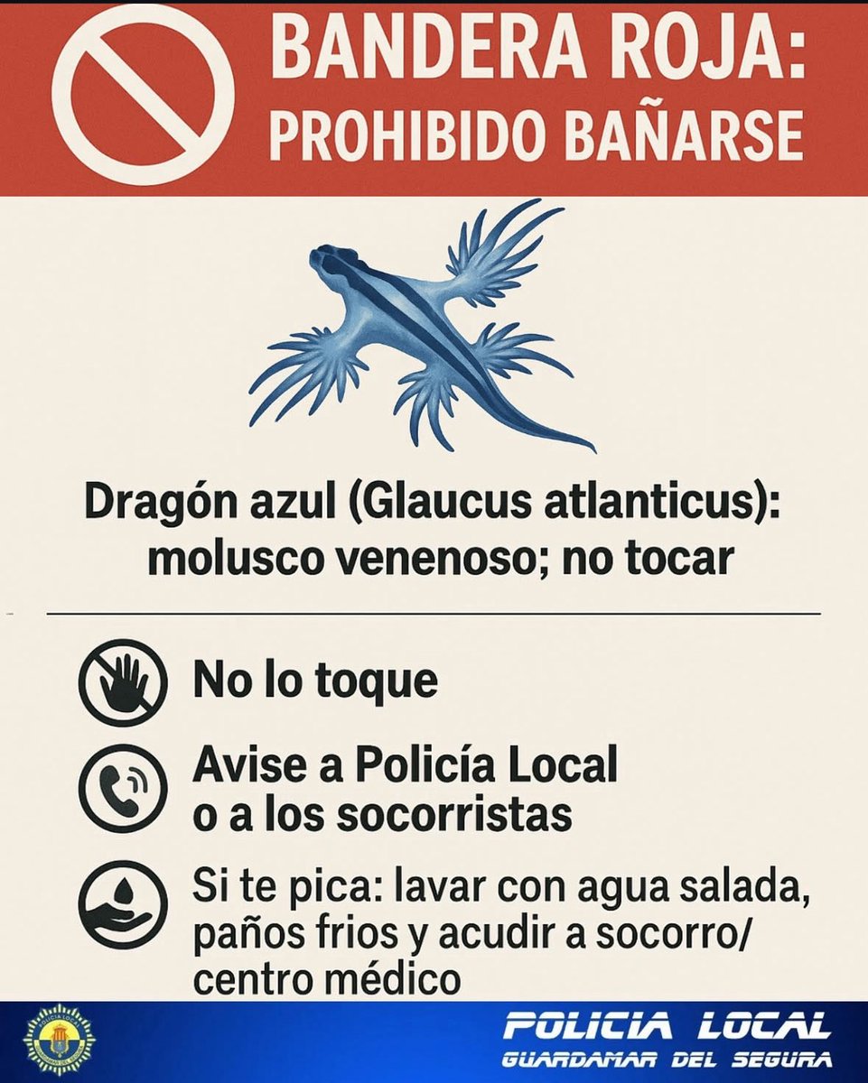 Guardamar_'s tweet image. Aparecen 4 nuevos ejemplares de dragón azul en las playas de Guardamar, por lo tanto el baño queda prohibido 🚩