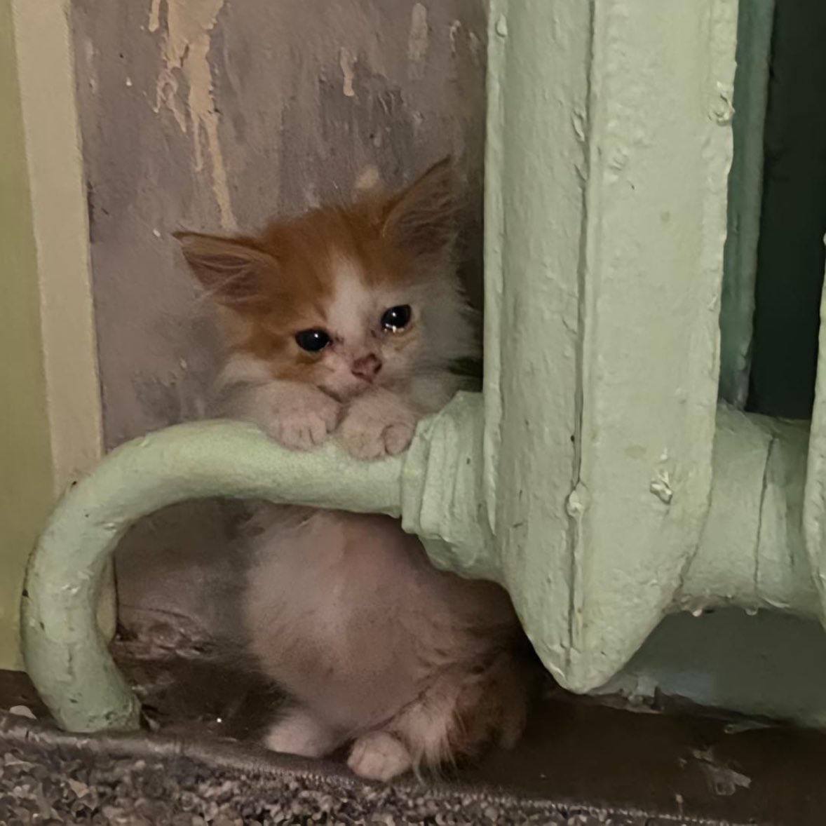 میم_الف tweet media