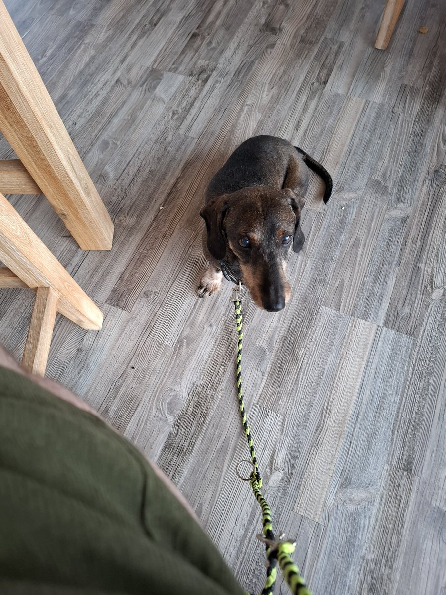 Lecker 😋 Abendessen, zum Glück hatte ich Hilfe beim Schnitzel von unter dem Tisch. 😅