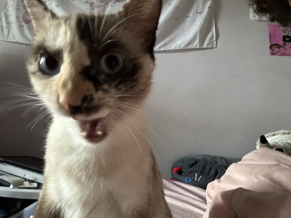 littleagues's tweet photo. the fucked up cat in my header is my girl pempersprinkle https://t.co/6nX7OQqykG