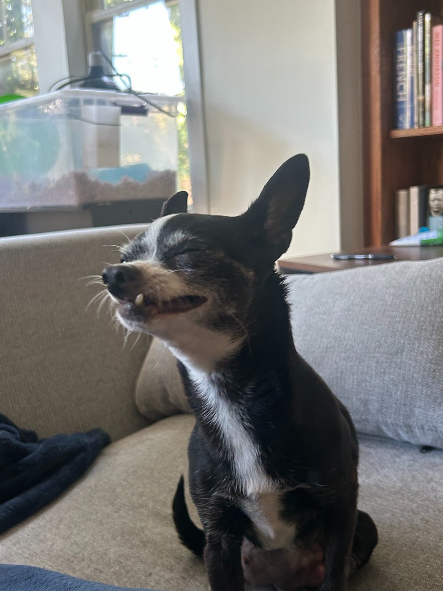 I met this sweet little dog Sophia last weekend. She has faced so much already and is in need of surgery to remove tumors that were left untreated.  

Please take a minute to read her story, and consider donating for her procedure.  gofund.me/b2267ae1 

#cf97 #chicago