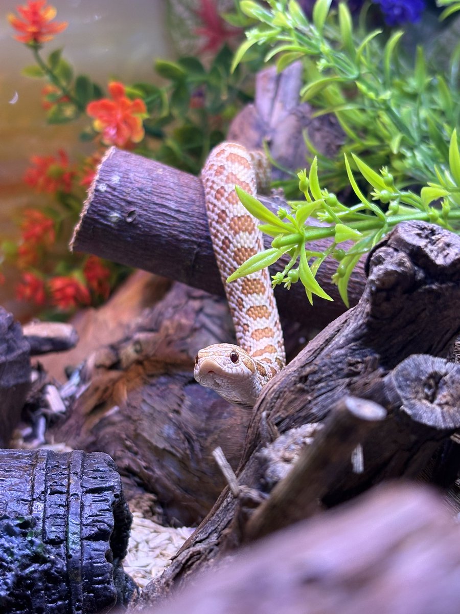 bakkertie2's tweet image. Mars wants to say hello 🤗 #snake #snakes #hognose