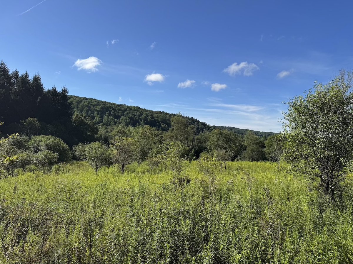 NYLandQuest's tweet image. 2 acres OPEN RECREATIONAL LOT with VALLEY VIEWS in Andover NY.  Perfect location to set up your camp!  The land is mostly level with some shrubs but completely surrounded by woods for privacy.  $17,900.  nylandquest.com/property/lq124… @NYLandQuest #camping #nylandforsale #valleyviews