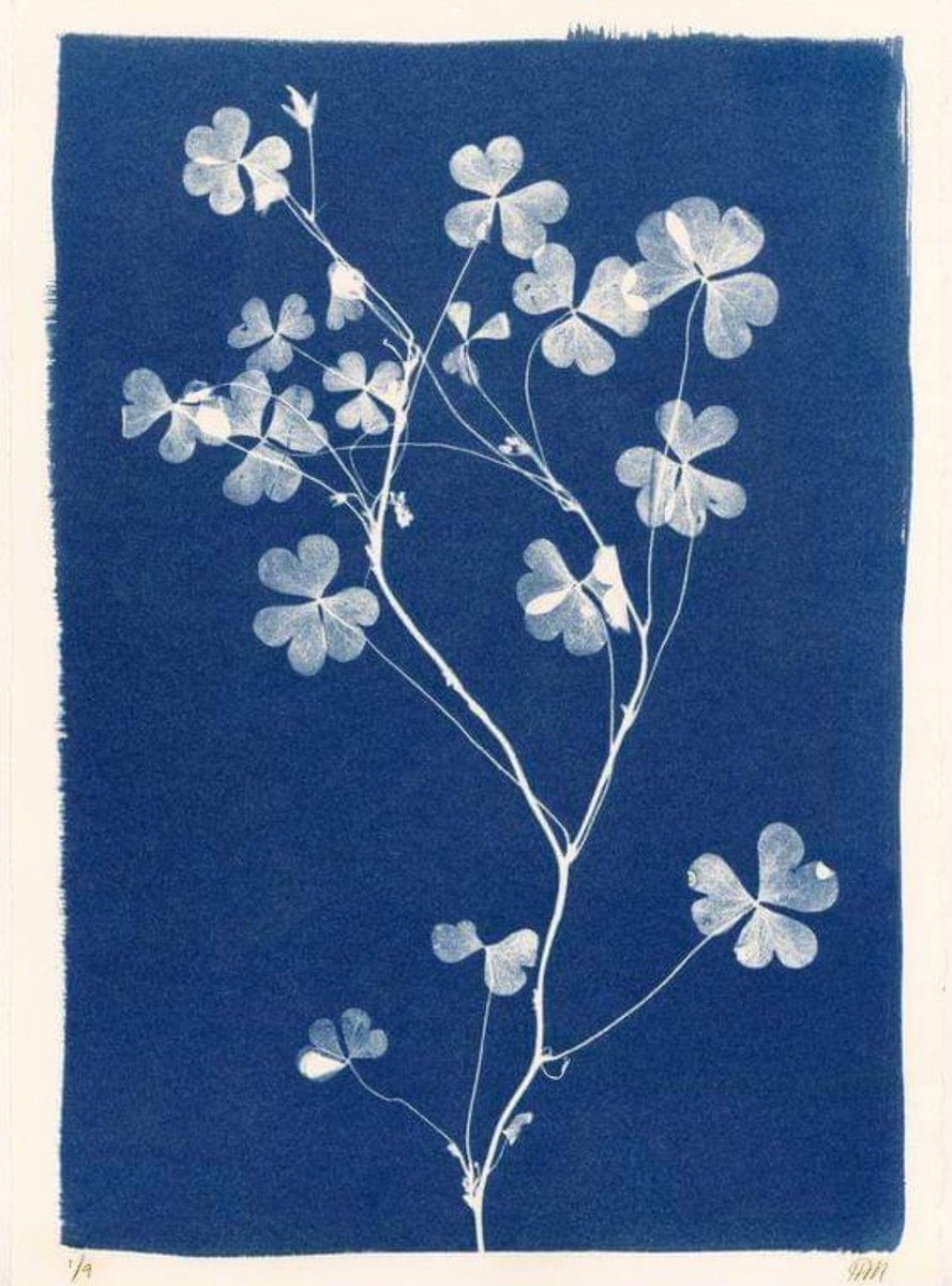 blue dream (@bluedreamvibes) on Twitter photo 