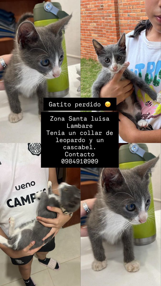 Se busca !!! Ayuda con RP 🙏🐾