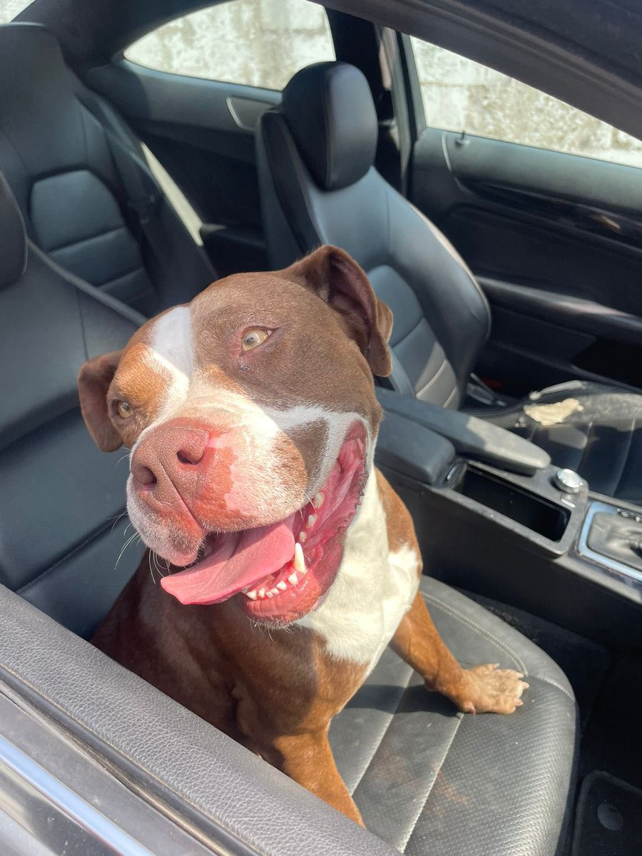 🐕 BUSCA A SUS DUEÑOS… #SPGG #SantaCatarinaNL Si es tuya, repórtate vía DM.